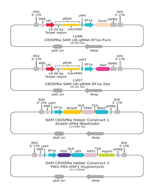 sam-crispr-construct