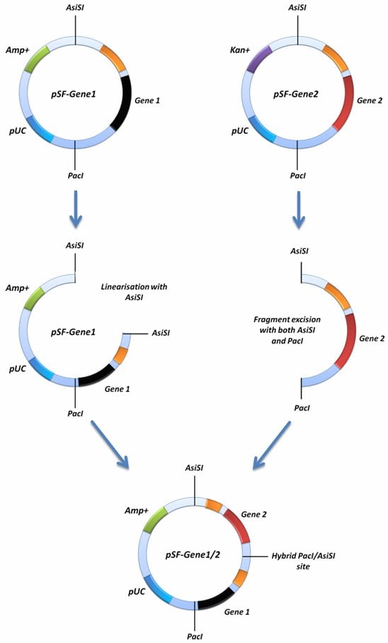 Diagramatical representation of the concatemerisation function of the SnapFast system