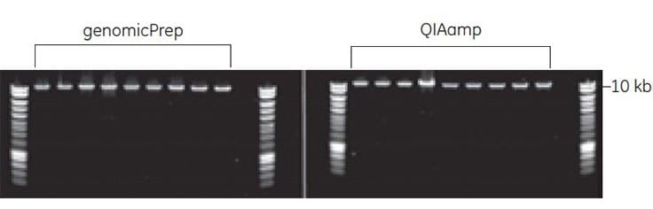 Amplification of an 11 kb amplicon from purified bacterial genomic DNA