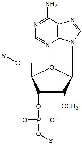 Methyl RNA