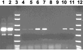 Rescue of formic acid damaged lambda template