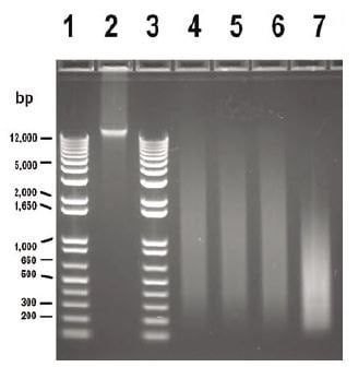 Gel Image, WGA Input Titrations