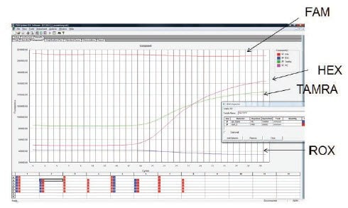 トリプレックス反応により、FAM、HEX™、およびTAMRAで標識したプローブを用いて3つのターゲットを検出した。