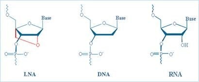 Comparison of LNA, DNA, and RNA