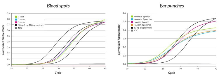 Direct qPCR comparison of blood spots and ear punches