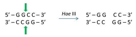 Blunt ends generated by Hae III