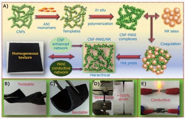 Schematic for conductive CNF-PANI/NR hybrid elastomer synthesis with a hierarchical 3D network structure. Demonstration of the CNF-PANI/NR hybrid elastomer's flexibility, bendability, stretchability, and conductivity