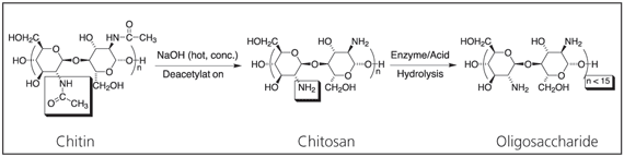 Deacetylation of chitin to form chitosan and hydrolysis to form oligosaccharide