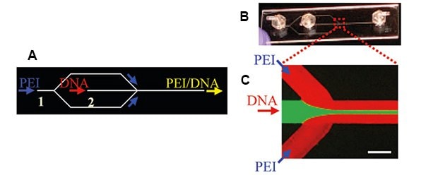 Microfluidic device illustration with two inlets and one outlet to prepare pDNA/PEI complexes. Microfluidic device photo with two inlets and one outlet to prepare pDNA/PEI complexes (B) expanded section highlights where the inlets meet