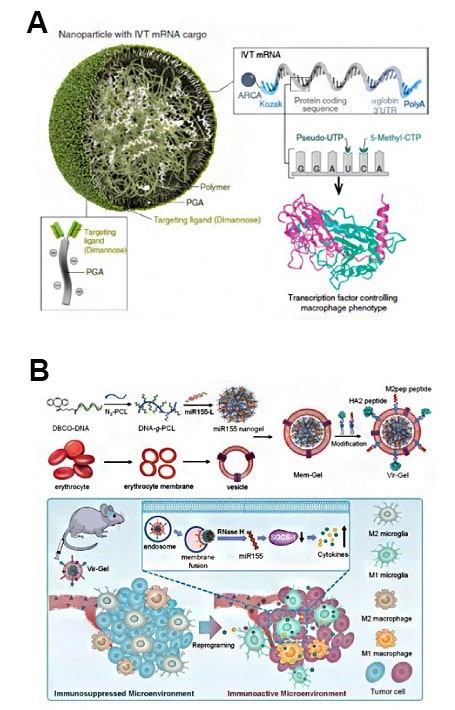 Schematic of tumor-associated M2-macrophage targeting nanoparticles through mannose ligand-receptor binding.