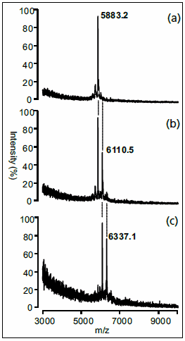 生物素化的雙工 DNA (5'-biotin-TTT TAT ATA CGT ATA TCG) 與順式-[Pt(NH2)2Cl2]反應。