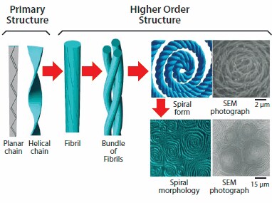  Super-hierarchical helical structures from primary to higher order in helical polyacetylene.