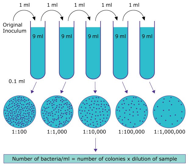 An illustration showing the process of serial dilution for bacterial counting. The original inoculum is diluted into multiple test tubes containing 9 mL of broth, with 1 mL taken from each tube to be plated. Below the dilution tubes, petri dishes show the resulting bacterial colonies from each dilution (1:100, 1:1,000, 1:10,000, 1:100,000, and 1:1,000,000), along with a formula for calculating the number of bacteria per milliliter based on the number of colonies and the dilution factor.