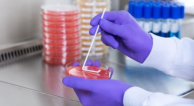 A laboratory technician wearing gloves is using a sterile swab to inoculate a red agar Petri dish