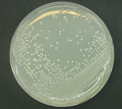 Alicyclobacillus Spoilage Testing in Juices