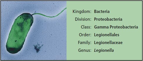 A single strain LPO2 Legionella pneumophila bacterium isolated from the 1976 Philadelphia outbreak. The bacterium is just under 1 μm in width.