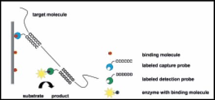 Principle of the HybriScan sandwich hybridisation assay