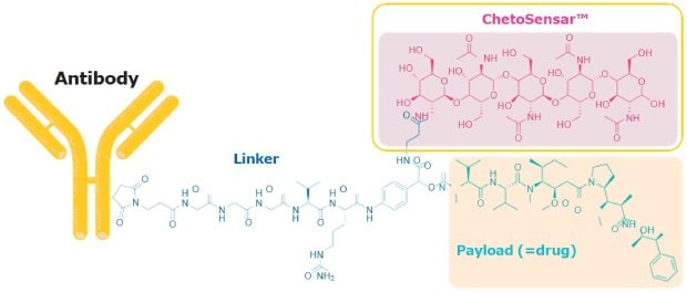 Example of antibody conjugated with three distinct components showed as chemical structures: ChetoSensar™, attached to a cathepsin B-sensitive linker and monomethyl auristatin E (MMAE) cytotoxic API.