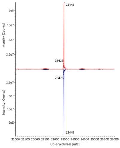 Deconvulated mass spectra for light chain of fully reduced trastuzumab with a distinct peak observed at a mass of 23443. The innovator is represented by a red curve, while the biosimilar is depicted by a blue curve, with intensity measured in counts on the y-axis and observed mass on the x-axis.