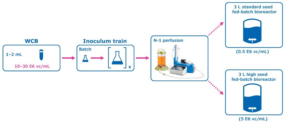 Figure 1 (Experimental condition: Perfused N-1 Seed Train) shows the experimental plan for intensified upstream case study evaluation comparing a perfused N-1 seed train utilizing a Cellicon® filter for cell retention to a conventional seed train in shake flasks prior to inoculation of a set of fed-batch bioreactors at 0.5E6 cells/mL.