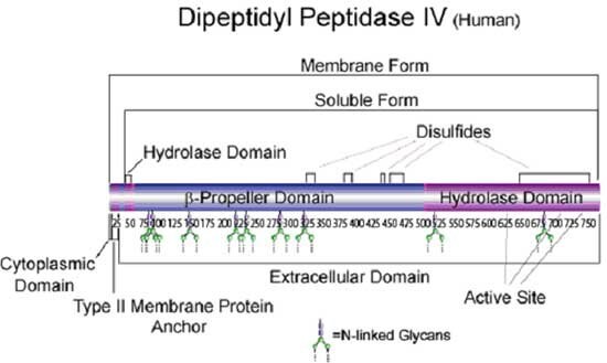 Dipeptidyl Peptidase