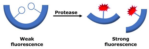 Proteolytic cleavage allows for a substrate to go from weak fluorescence to strong fluorescence, increasing proportionally to protease activity.