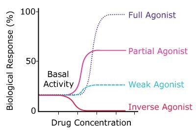 Graph showing biological responses to increasing concentrations of a full agonist, partial agonist, weak agonist, and inverse agonist. 