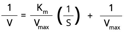 The equation for a Lineweaver-Burk double reciprocal plot. 1 divided by V equals Km divided by Vmax times 1 divided by S plus 1 divided by Vmax.