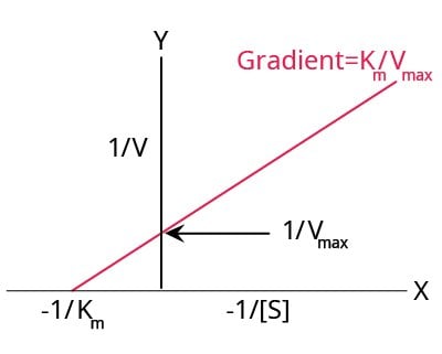 An example of a typical Lineweaver-Burk plot. Upward sloping straight line starting at -1 divided by Km passing through the Y axis at 1 divided by Vmax with a gradient of Km divided by Vmax. The y axis represents 1 divided by V and the x axis represents -1 divided by the concentration of S.