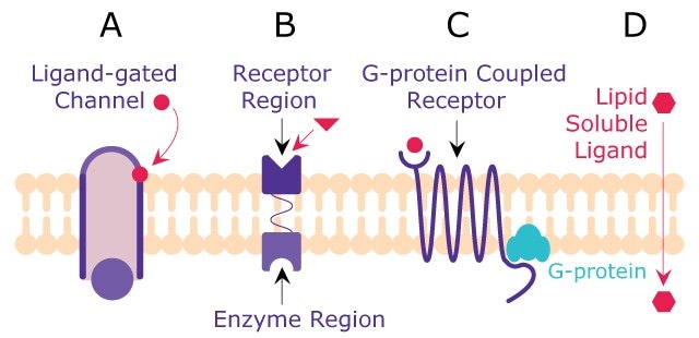 Receptor Interactions