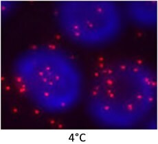 effect of wash buffer temp 4 deg C