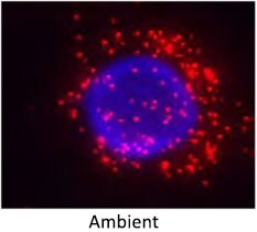 effect of ambient wash buffer temp