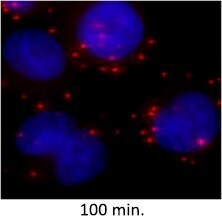 coalescence of signal 100 min