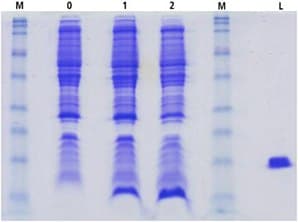 SDS-PAGE cTnC(1-89) cell lysates. M-low molecular weight maker; 0=uninduced; 1=induced minimal media; 2=induced minimal media + ISOGRO®; L=Lysozyme.