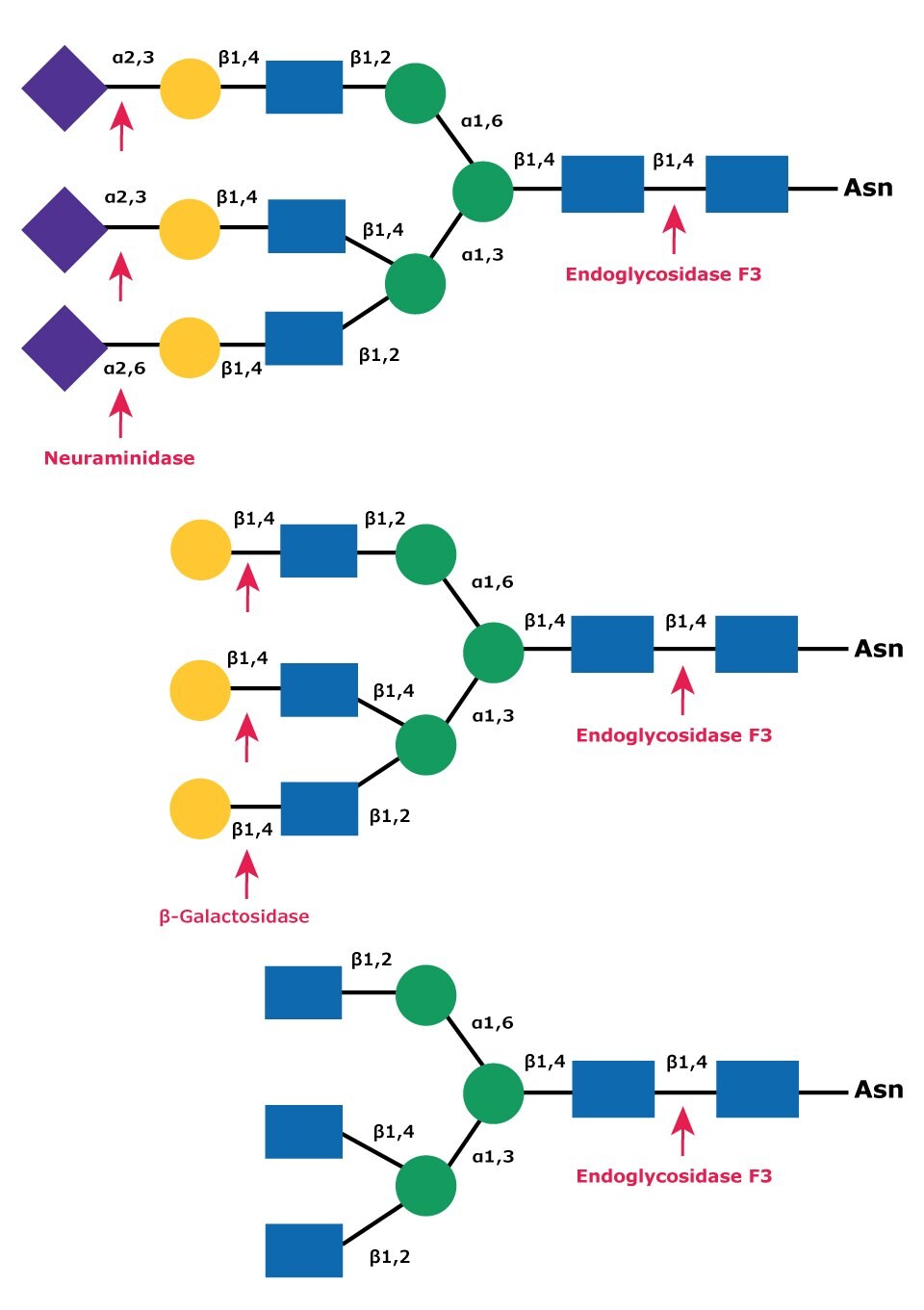 Diagram showing the cleavage site for Endoglycosidase F3 (Endo F3) in a complex triantennary glycan with sequential degradation by exoglycosidases neuraminidase and β-galactosidase.