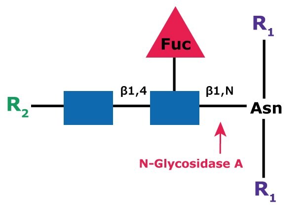 Diagram showing the cleavage site and structural requirements for PNGase A (Glycopeptidase A) from an asparagine-linked N-acetylglucosamine.