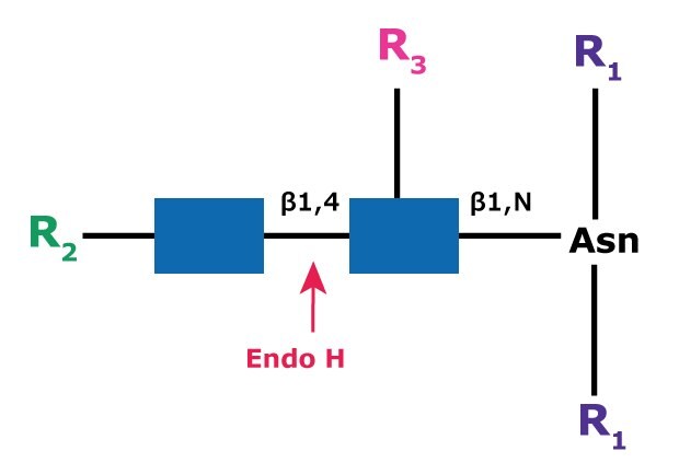 Diagram showing the cleavage site and structural requirements for Endoglycosidase H (Endo H) with high mannose N-linked glycans.