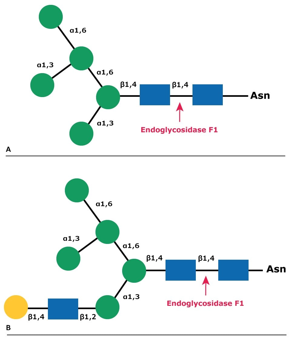 Diagram showing the cleavage site for Endoglycosidase F1 (Endo F1) in both high mannose glycans and hybrid glycans.