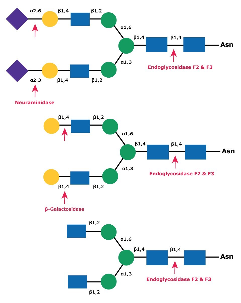 Diagram showing the cleavage site for Endoglycosidase F2 (Endo F2) and Endoglycosidase F3 (Endo F3) in a complex biantennary glycan with sequential degradation by exoglycosidases neuraminidase and β-galactosidase.