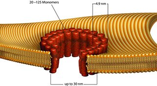 Streptococcus Pyogenes