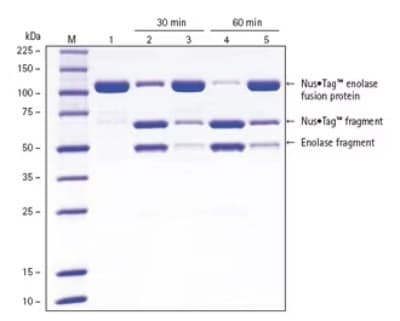 SDS-PAGE gradient gel showing HRV 3C protease cleavage of fusion proteins with more efficient cleavage in lanes 2 and 4 when compared to competitor protease cleavage in lanes 3 and 5.