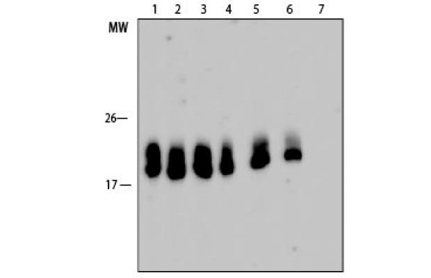 Time course analysis of pepsin digested antibodies.