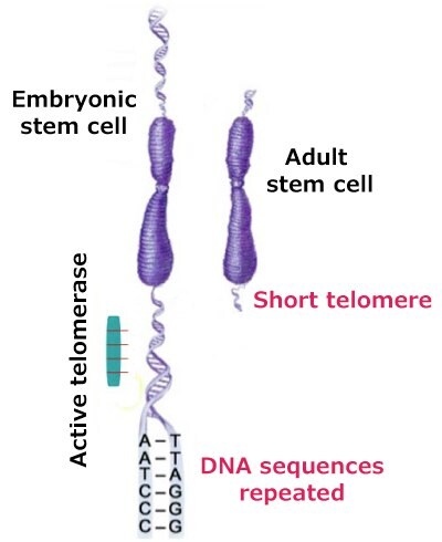 Active telomerase activity related to the hallmark of cancer enabling replicative immortality. On the left is an embryonic stem cell with an active telomerase adding repeated DNA sequences (hexameric, or TTAGGG). On the right is an adult stem cell with a short telomere.