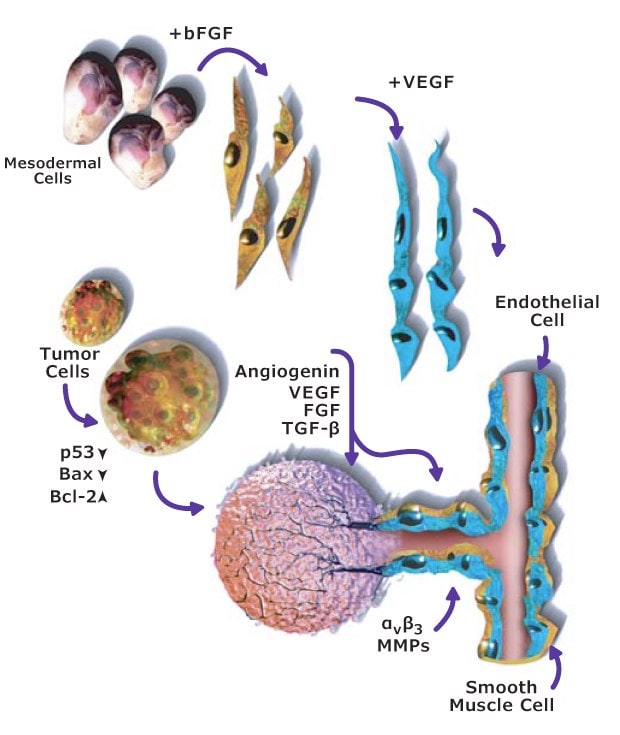 Signaling pathway for angiogenesis and endothelial cell survival, proliferation, and migration related to the hallmark of cancer inducing angiogenesis. Shows how angiogenic factors like angiogenin, VEGF, FGF, and TGF-β are used to stimulate endothelial cells and promote neovascularization, causing tumor growth.