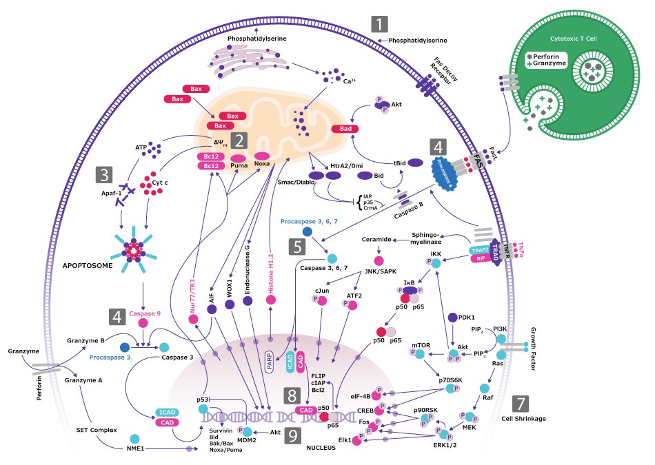 Signaling pathway for apoptosis and the cell death program related to the hallmark of cancer evading apoptosis. One highlighted pathway is through caspase-9 activated by drugs, irradiation, or growth factor withdrawal (goes through Cyt c then CARD to Pro-Caspase-9 and Caspase-9 to Caspase 3,6,7 into the nucleus). Another highlighted pathway is through caspase-8 activated by FASL (starts with FASL attached to FAS/FADD then Pro-Caspase-8 and Caspase-8 to Caspase 3,6,7 into the nucleus).