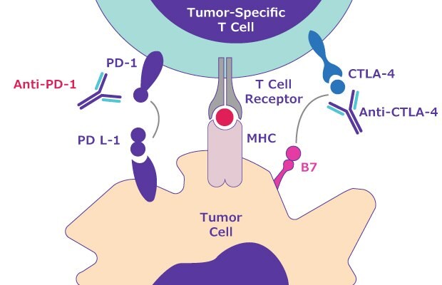 Signaling pathway for immune escape related to the hallmark of cancer escape from immune control. Shows PD-1 attached to the tumor-specific T cell interacting with the PD-L1 ligand on the tumor cell.