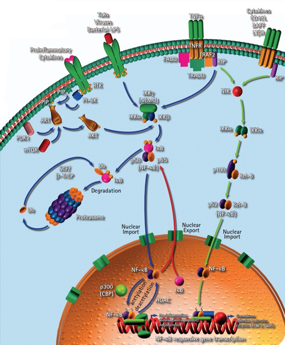 Signaling pathway for inflammation related to the hallmark of cancer tumor promoting inflammation. Shows the transcription factor NF-κB inducing expression of various pro-inflammatory genes and regulating inflammatory responses.