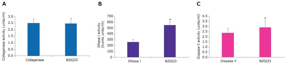 A. Bar graph of collagenase activity. Collagenase and the Collagenase-DNase I-Dispase II blend have activity of around 2.5 units/ml. This is not statistically different as per a t test≤ 0.01. B. Bar graph of DNase I activity. DNase I has an activity of around 250 Kunitz units/ml, while the Collagenase-DNase I-Dispase II blend has activity of around 550 Kunitz units/ml. This is statistically different as per a t test≤ 0.01. C. Bar graph of Dispase II activity. Dispase II has an activity of around 2.5 units/ml, while the Collagenase-DNase I-Dispase II blend has activity of over 2.5 units/ml. This is statistically different as per a t test≤ 0.01