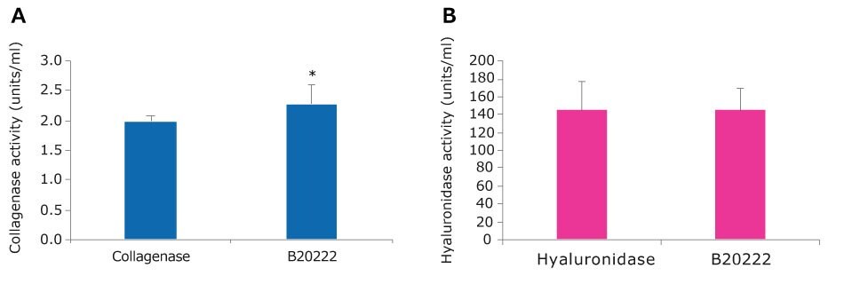 A. Bar graph of collagenase activity. Collagenase has an activity of around 2 units/ml, while the Collagenase-Hyaluronidase blend has activity of over 2 units/ml. This is statistically different as per a t test≤ 0.01. B. Bar graph of hyaluronidase activity. Hyaluronidase and the Collagenase-Hyaluronidase blend have an activity of around 140 units/ml. This is not statistically different as per a t test≤ 0.01.