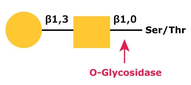 Diagram showing the cleavage site and structural requirements for O-Glycosidase which hydrolyzes the serine or threonine-linked unsubstituted O-glycan core [Gal-β(1→3)-GalNAc].